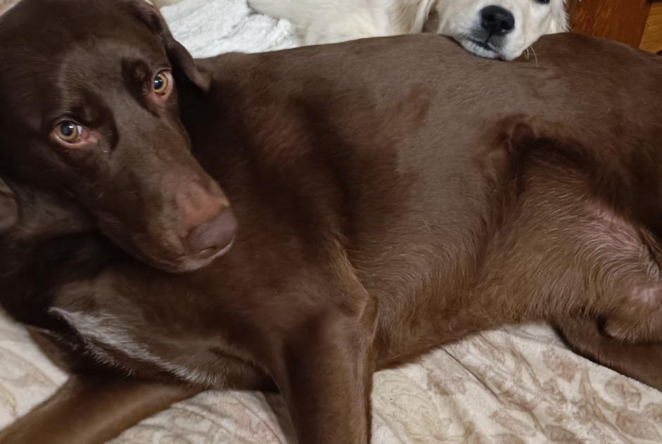 Vermisstmeldung Hund rassenmischung Männliche , 5 jahre Blaisy-Bas Frankreich