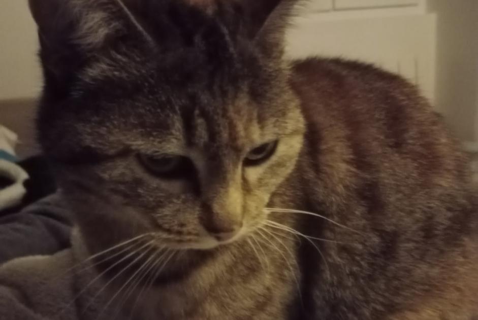 Vermisstmeldung Katze Weiblich , 27 jahre Saubion Frankreich