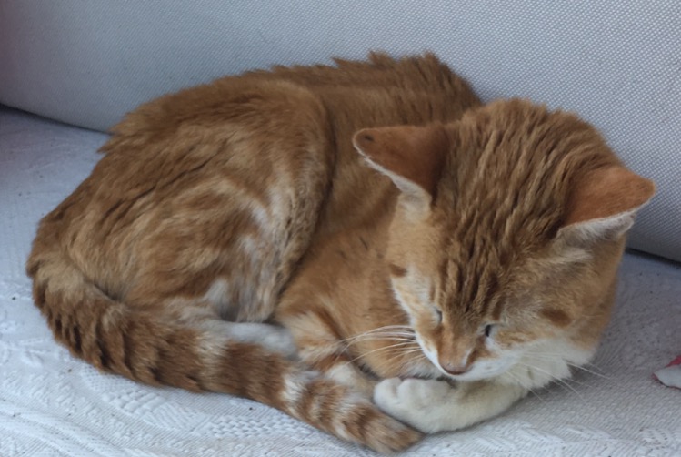 Discovery alert Cat Female Talant France