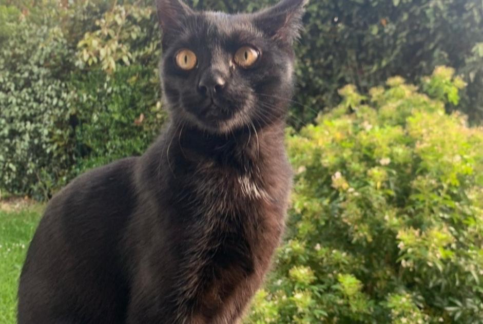Discovery alert Cat Male Buchelay France