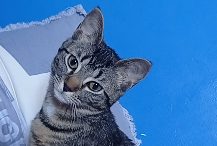 Disappearance alert Cat Female , 1 years Chenôve France