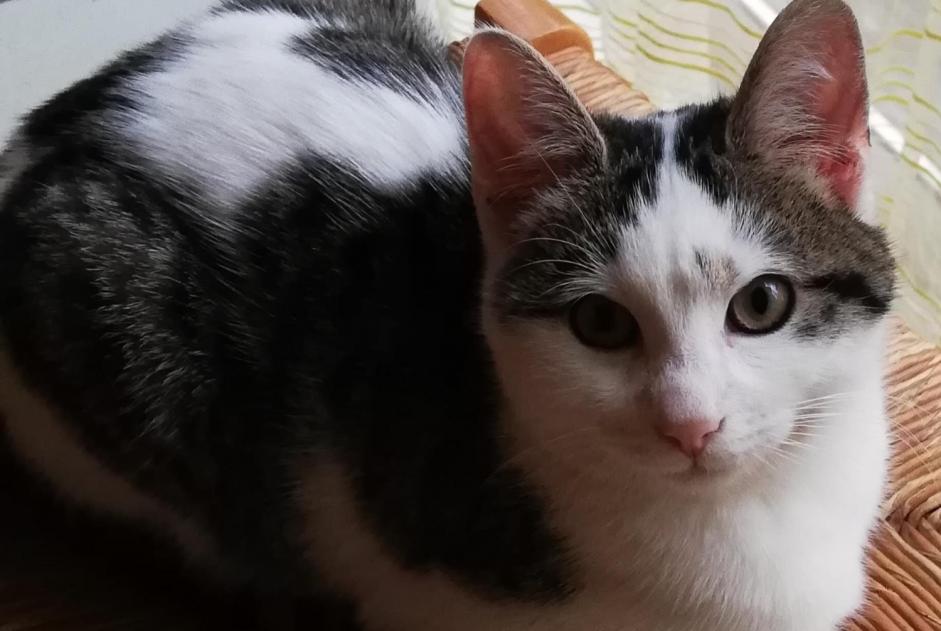 Disappearance alert Cat Female , 3 years Dijon France