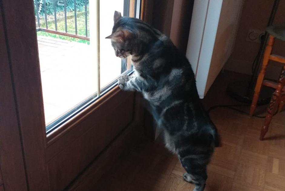 Alerte Disparition Chat croisement Mâle , 3 ans Longvic France