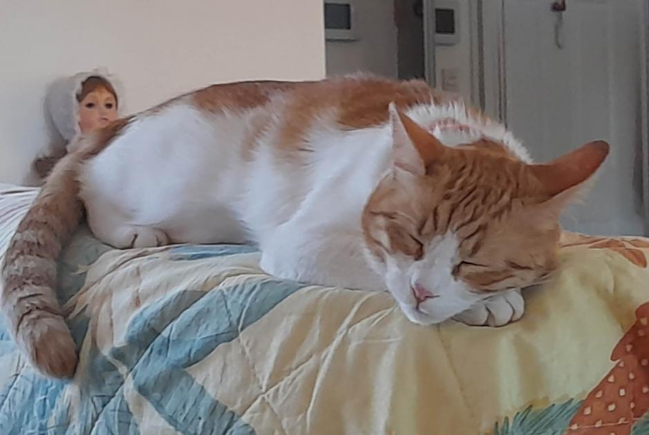 Alerte Disparition Chat Femelle , 2 ans Nuits-Saint-Georges France