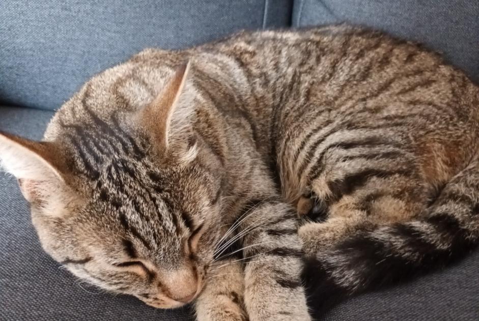 Alerte Disparition Chat croisement Femelle , 4 ans Fontenelle France