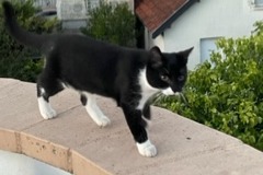 Alerte Découverte Chat Inconnu Dijon France