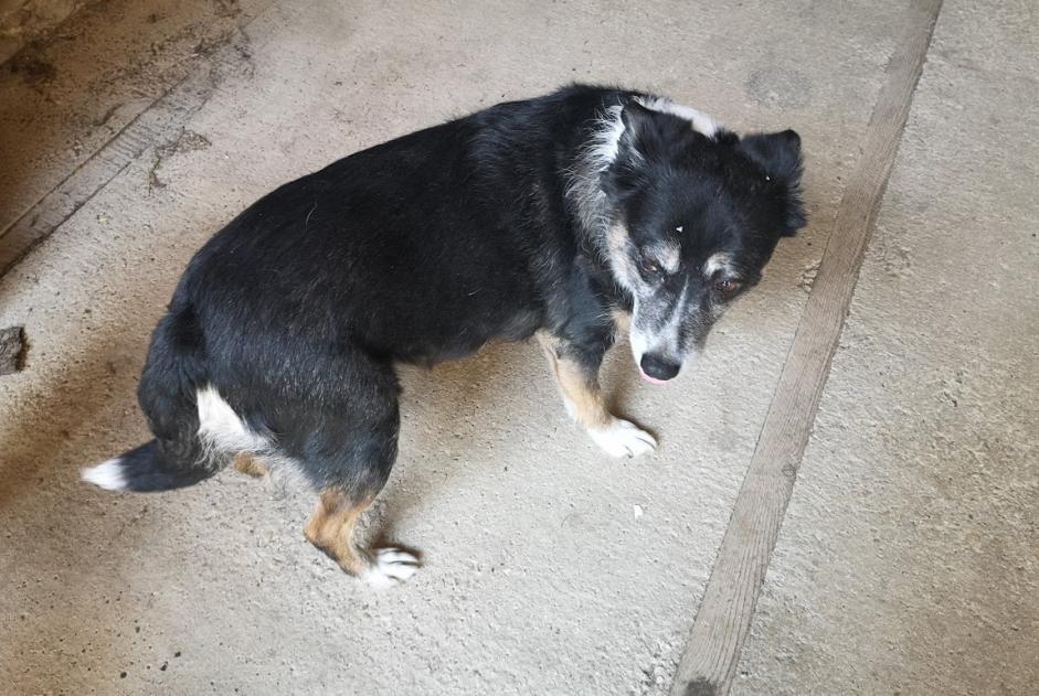 Alerte Découverte Chien Femelle Blaisy-Bas France