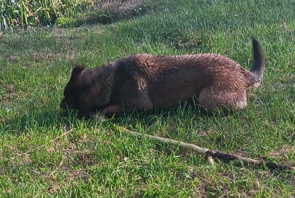 Alerte Découverte Chien croisement Femelle , 6 ans Tillenay France