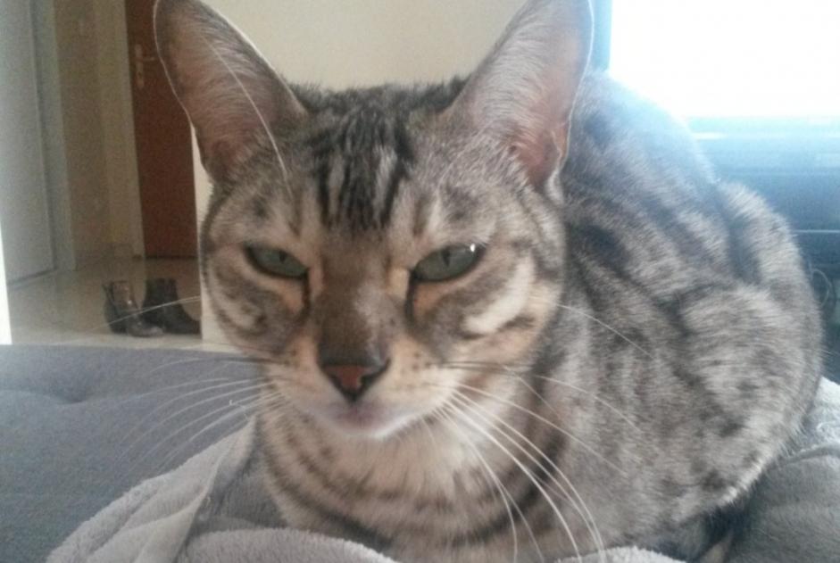 Avviso scomparsa Gatto  Femmina , 10 anni Bellefond Francia