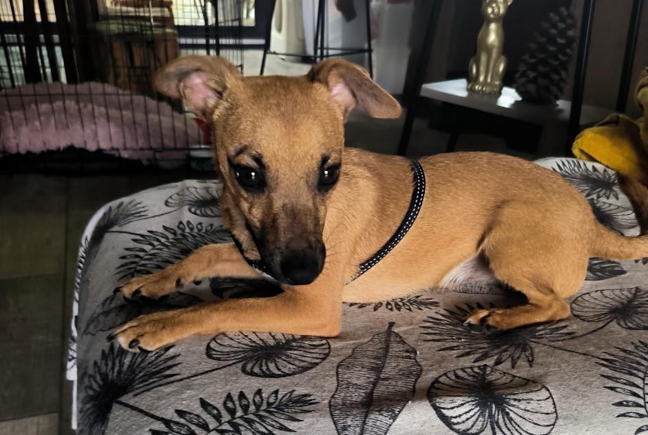 Fundmeldung Hond kräizung Männlech Fauverney France
