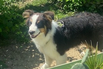 Verdwijningsalarm Hond  Mannetje , 1 jaar Ouges Frankrijk