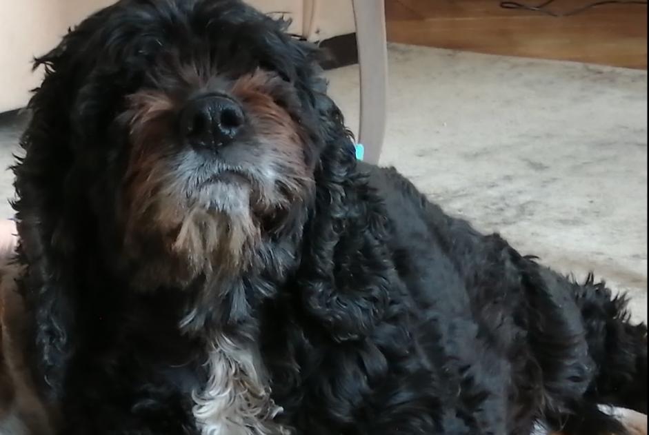 Alerta desaparecimento Cão  Fêmea , 13 anos Velars-sur-Ouche France